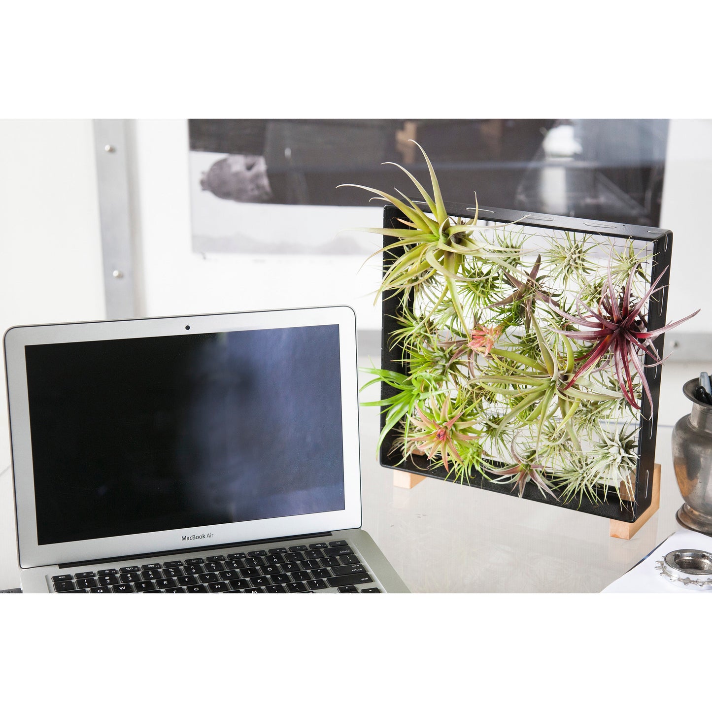 Air Plant Frame Stand